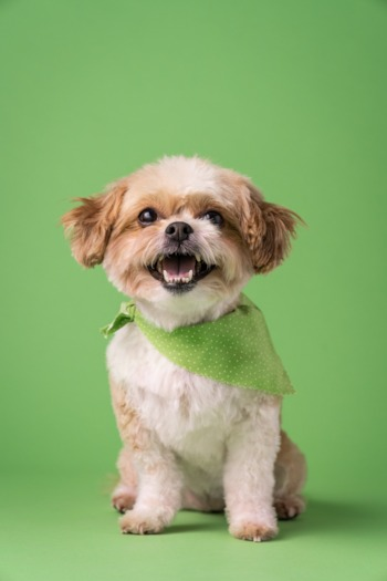 cute yorkie chon wearing a green scarf
